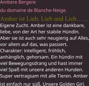 Ambere Bergere  du domaine de Blanche-Neige.  Amber ist Lieb, Lieb und Lieb……Eigene Zucht. Amber ist eine dankbare, liebe, von der Art her stabile Hündin. Aber sie ist auch sehr neugierig auf Alles, vor allem auf das, was passiert. Charakter: intelligent, fröhlich, anhänglich, gehorsam. Ein hündin mit viel Bewegungsdrang und hast immer  viel Spaß mit unsere anderen Hunden.  Super vertragsam mit alle Tieren. Amber ist einfach nur süß. Unsere Golden Girl.